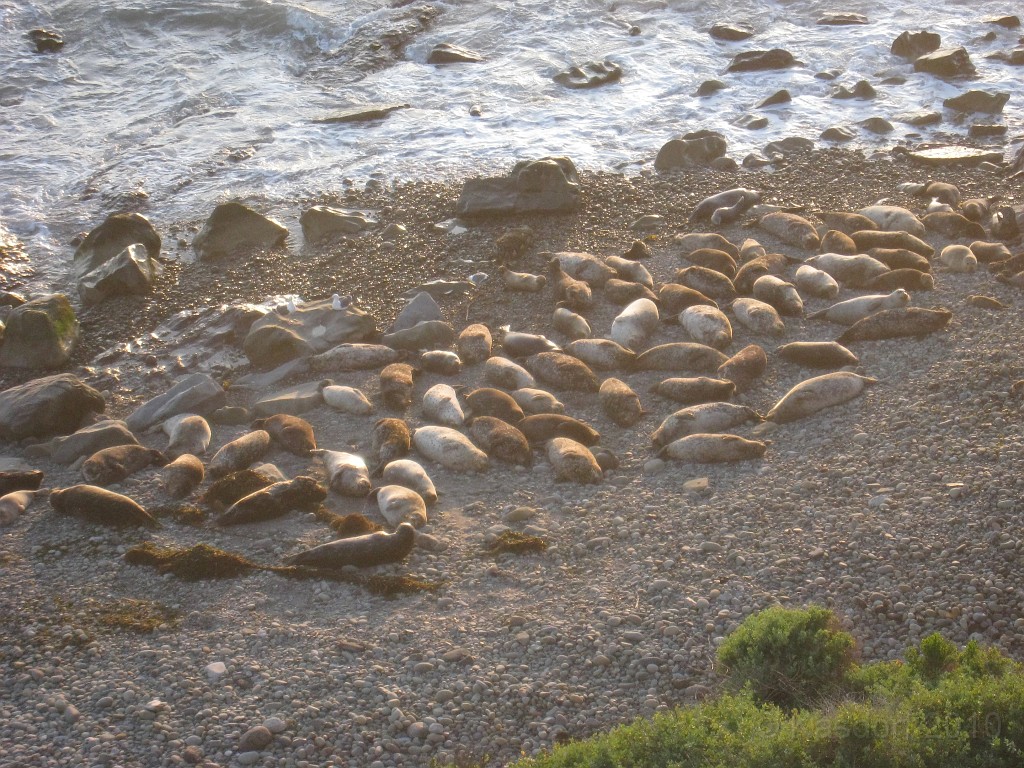 Carpinteria California 2010-02 0680.jpg - One of only a few seal rookeries in California is here in Carpinteria.